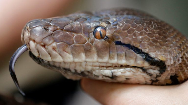 65-year-old man bitten by reticulated python whilst sitting on the ...